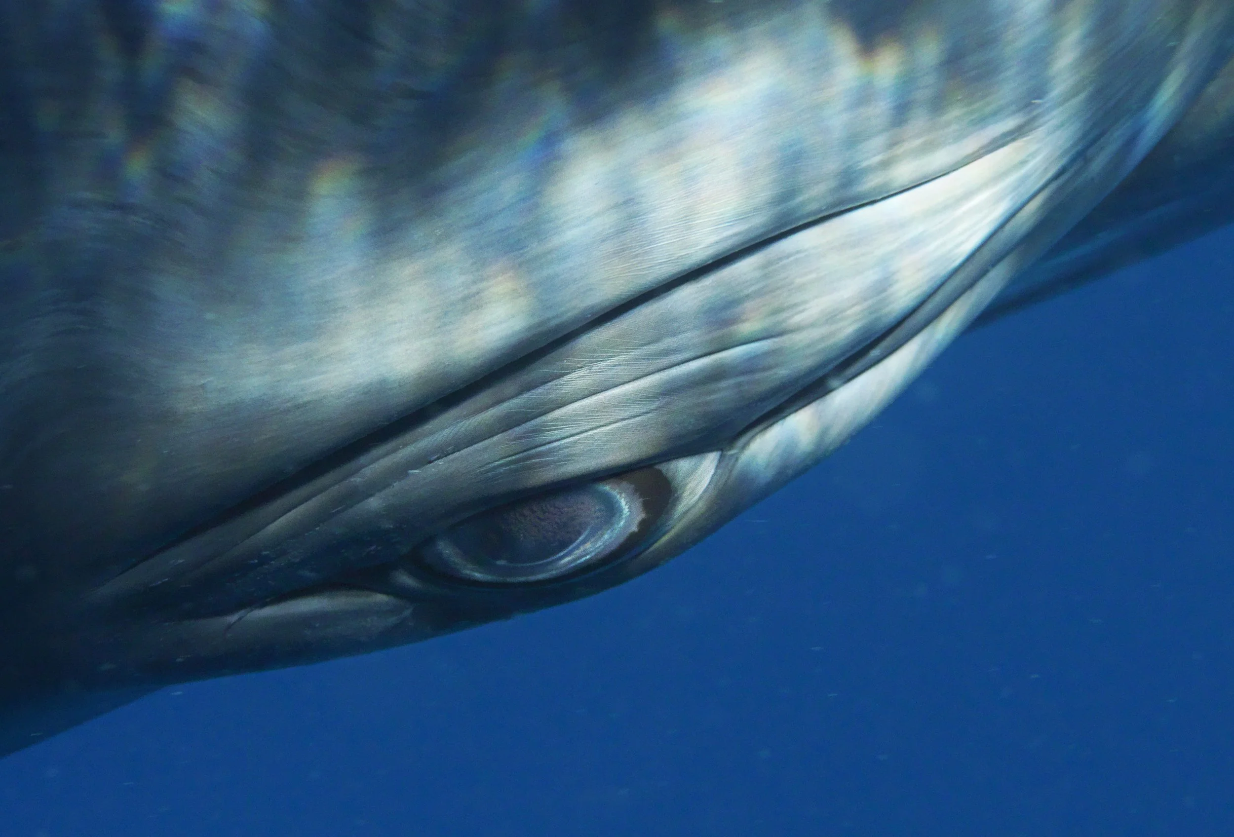 info — Bryant Austin